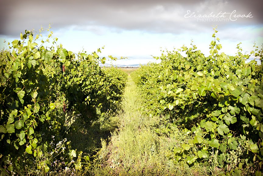 Vineyard in Sonoma by bethcrook