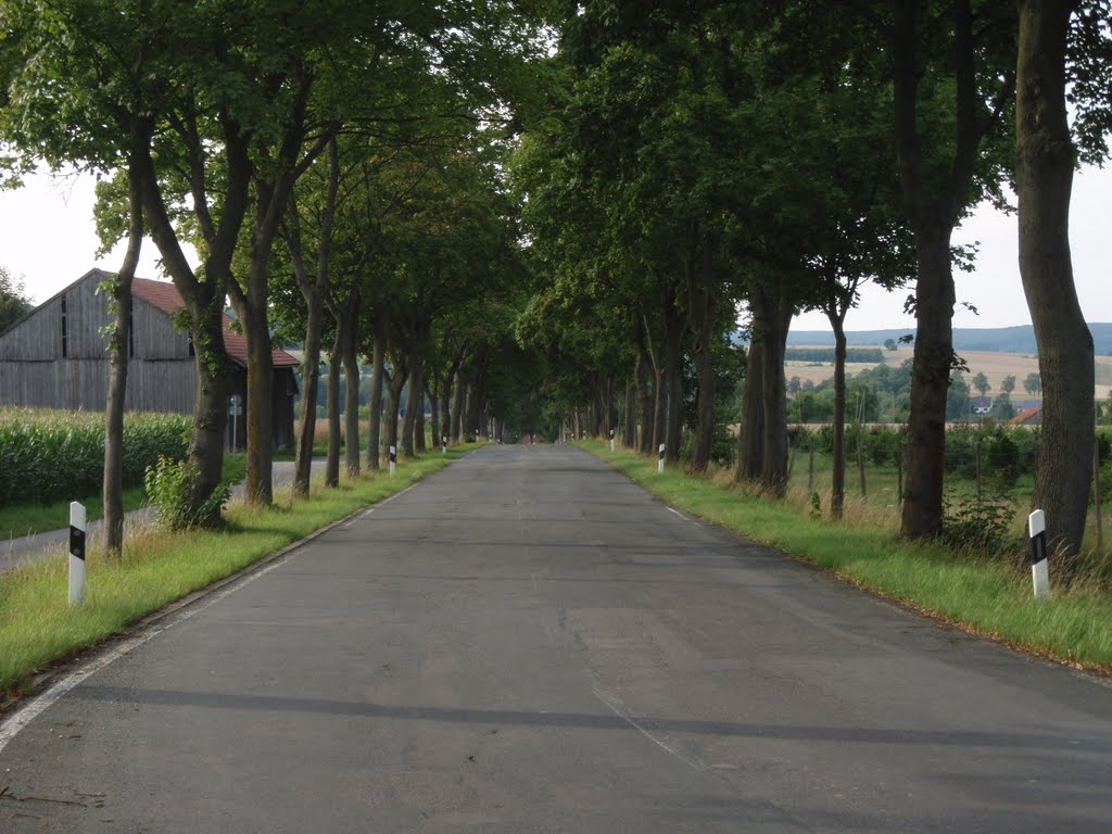 Allee nach Niesen by H.Bluhm