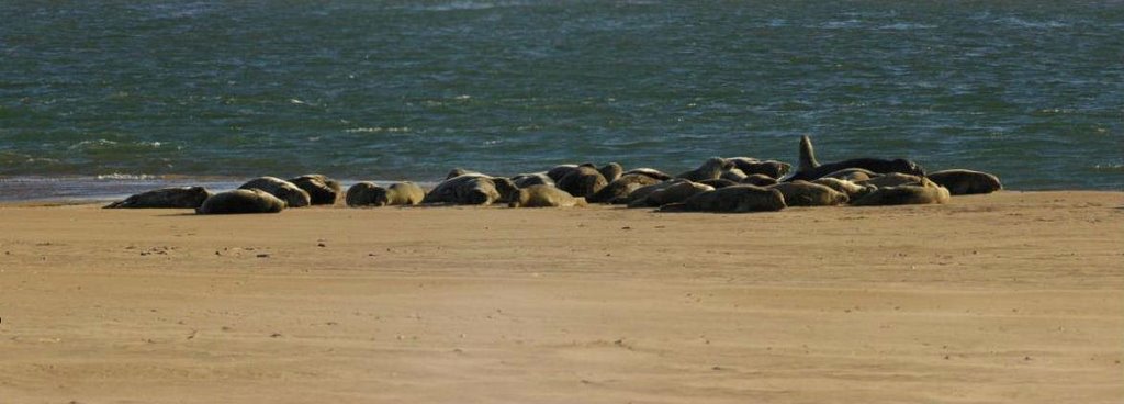 Seals at the Ythan Estuary by Tom Stewart