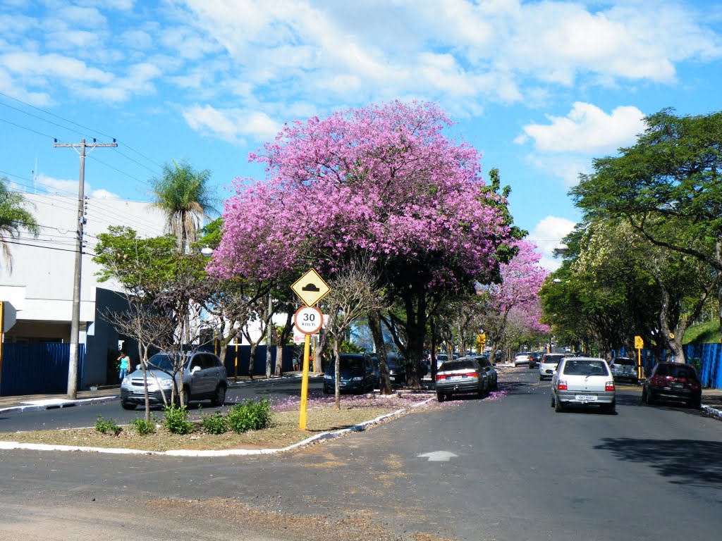 Ipês em Bauru by Julio F Almeida