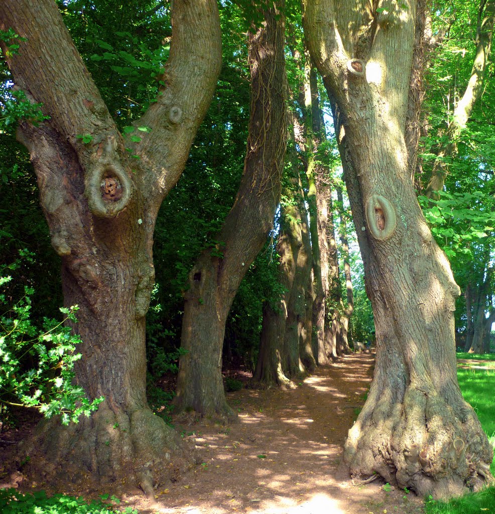 The Monks walk by Dee Wainwright