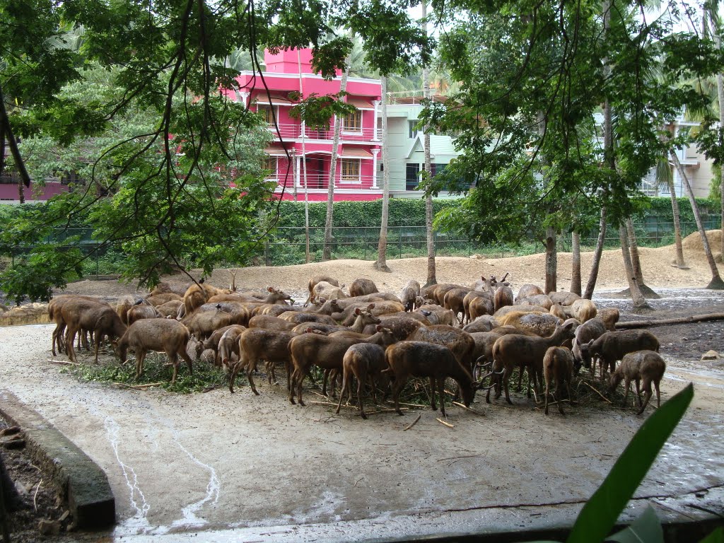 Herd of deers - Thiruvananthapuram Zoo - 1891 by dhanasekarangm