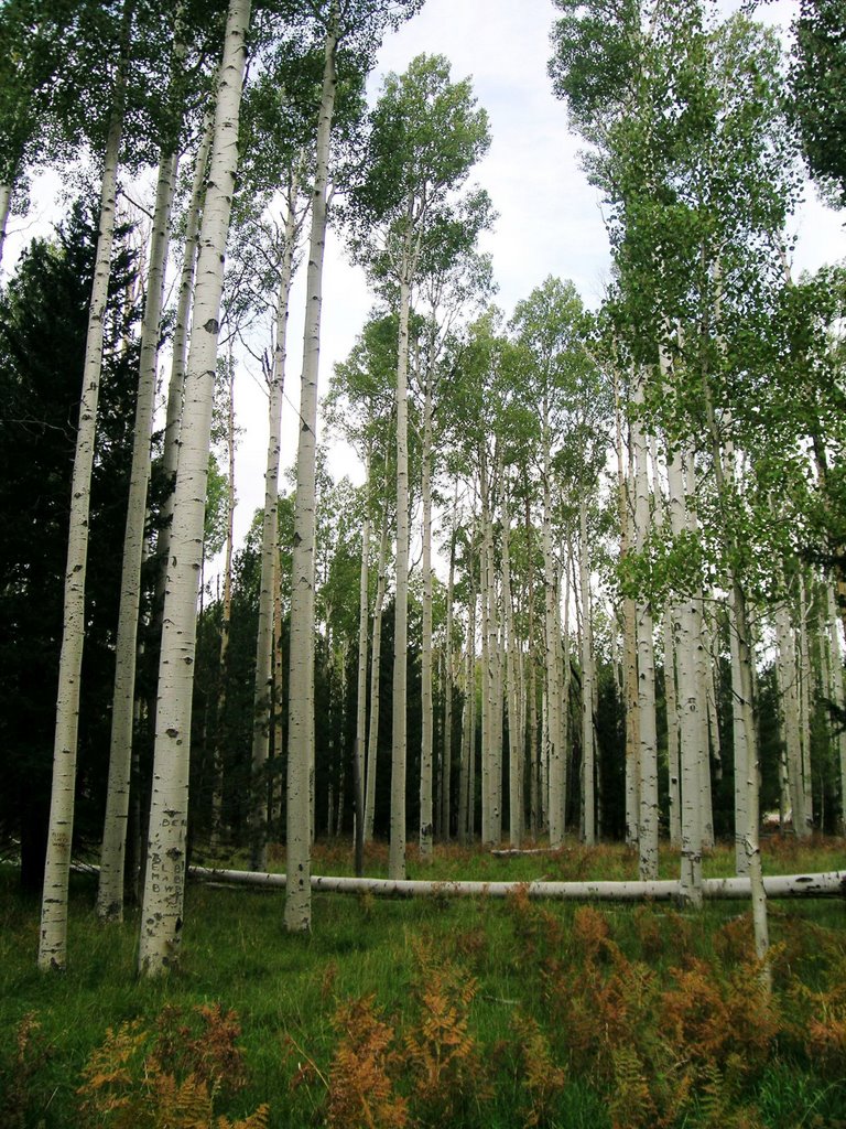 Aspens reaching skyward- Flagstaff by Gerry Church