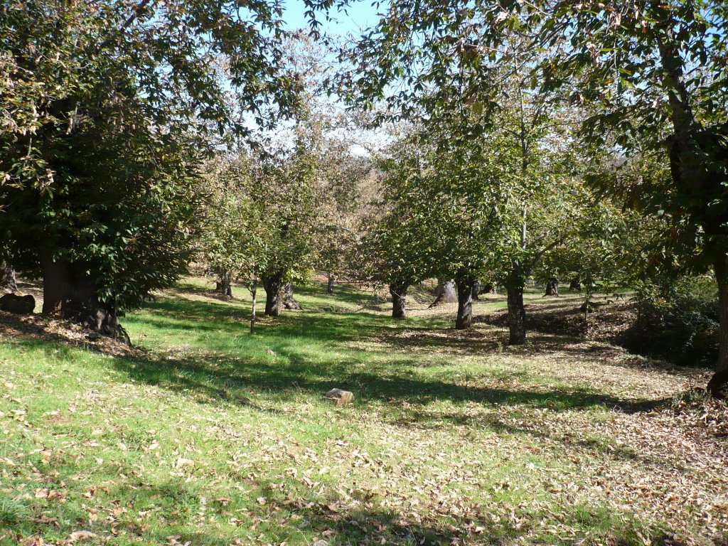 Chestnuts Trees Farm by raulmoba