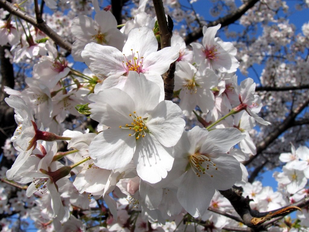 Kyoto_sakura_3 by Jan Pereboom