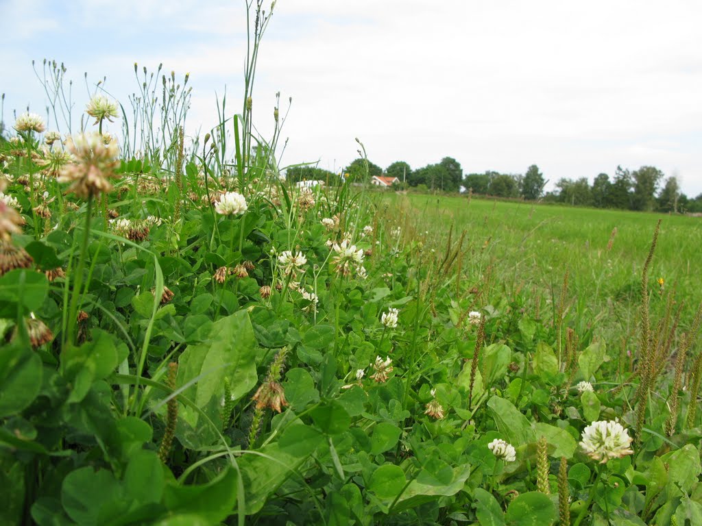 Klöver / clover, Göddered. North part of Hisingen 2011 by Biketommy