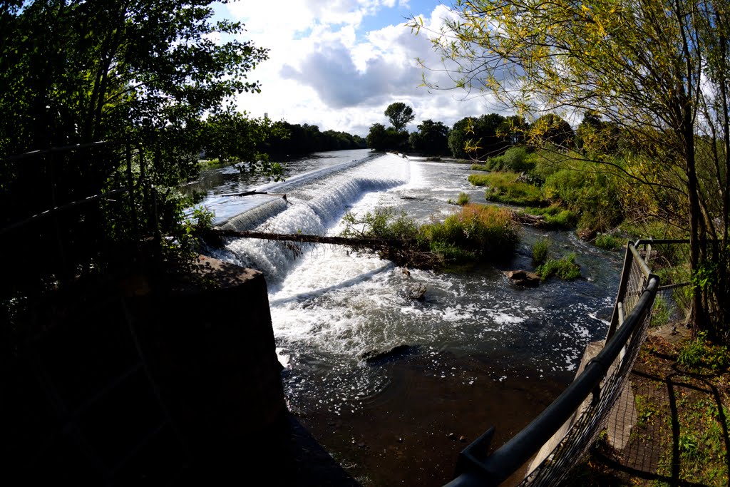 Sunshine and tree on the wier by fat-freddies-cat