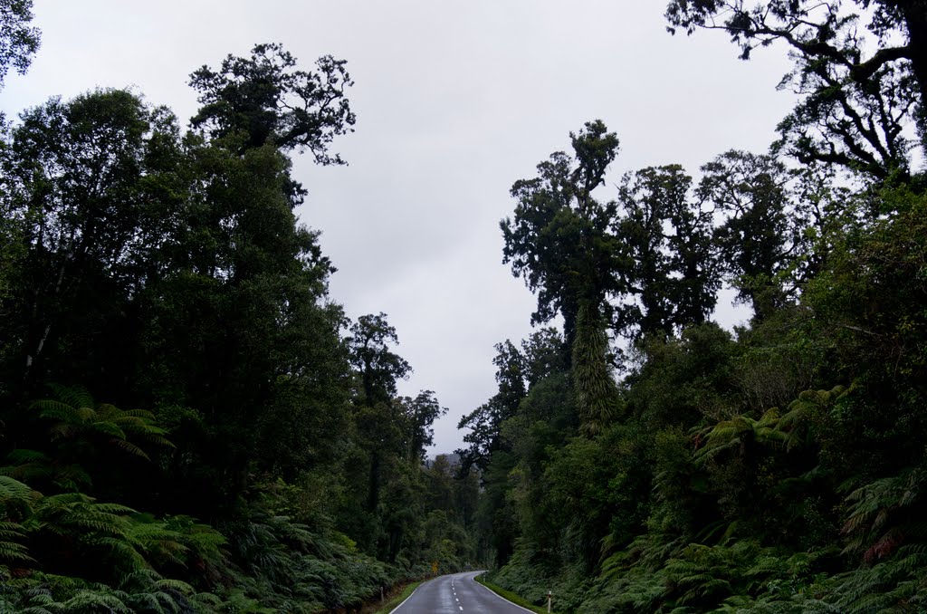 HariHari Hwy in West Coast Rain Forest 1 by shinduri