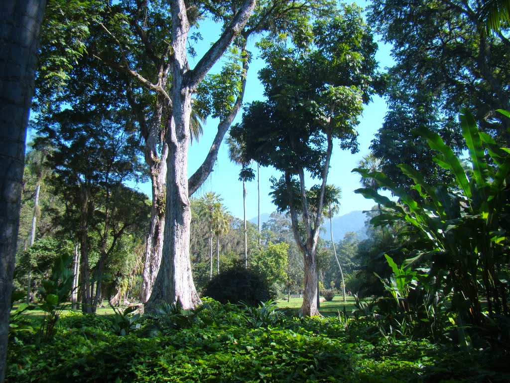 Jardim Botânico - Rio de Janeiro by fernando nou