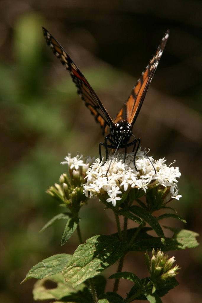 Monarch Butterfly by Johanan Eager