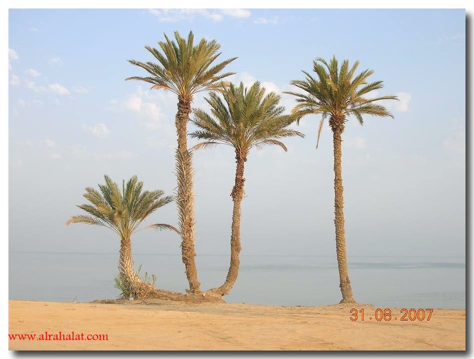 شاطيء املج - Om log beach by www.alrahalat.com