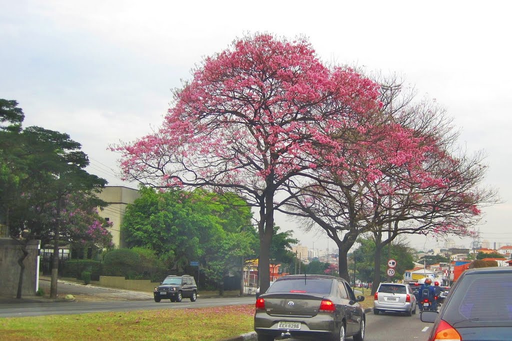 Florescendo na Av dos Bandeirantes, SP by F.Jardim