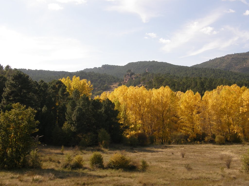 Chopos y pinos by Alberto Asensio