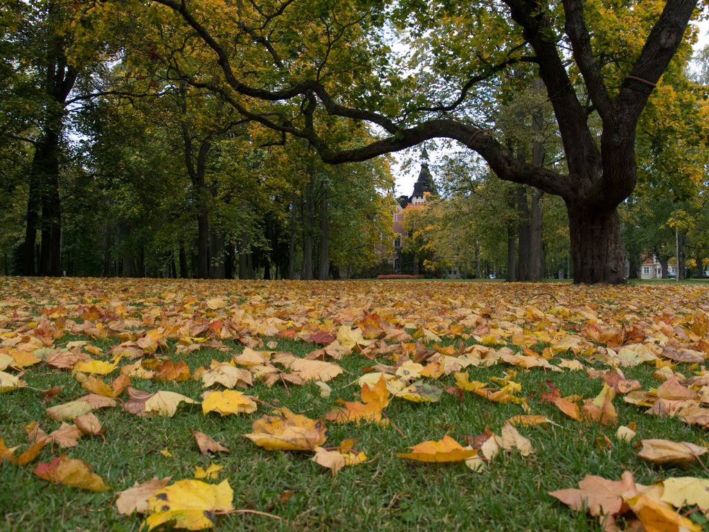 Yellow leaves by Petri Sirkkala