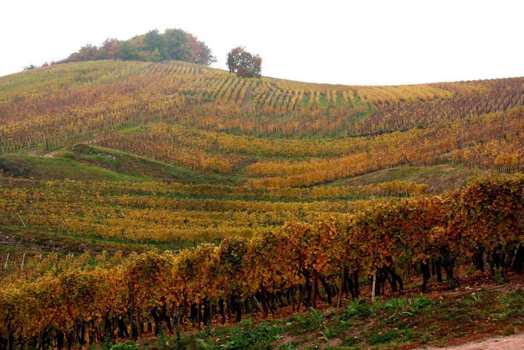 ALSACE Automne a Turckheim ( que du bon vin ) by G.Rosette