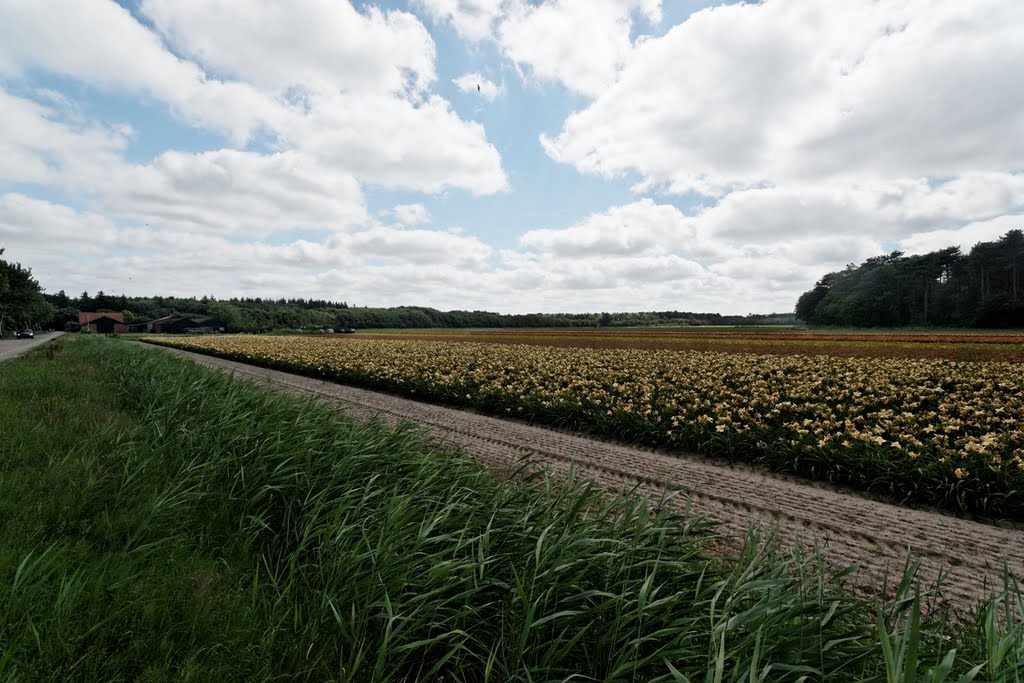 Texel - Grensweg - View SSW on flowering Lilies by txllxt