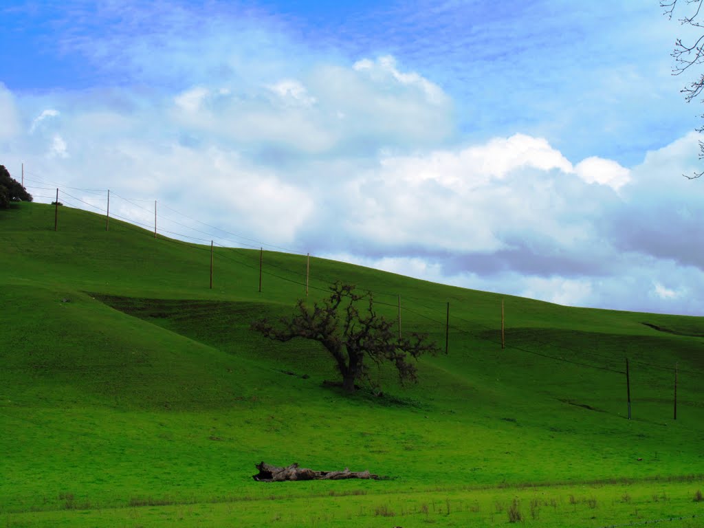 Sunol Oak Tree, March 2011 by pauline8228