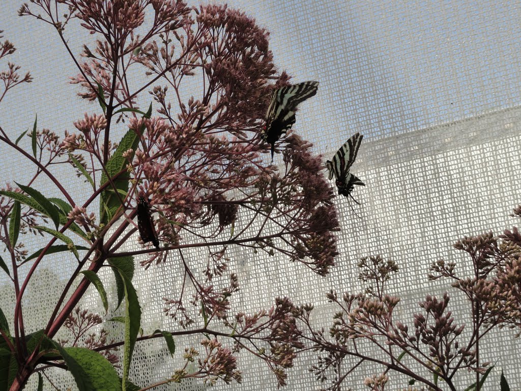 Butterfly garden,hershey rose gardens. by achyutanandaj