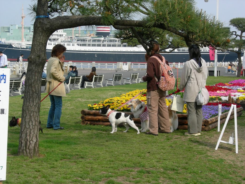 Girls with dogs at Yamashita Park by gornes