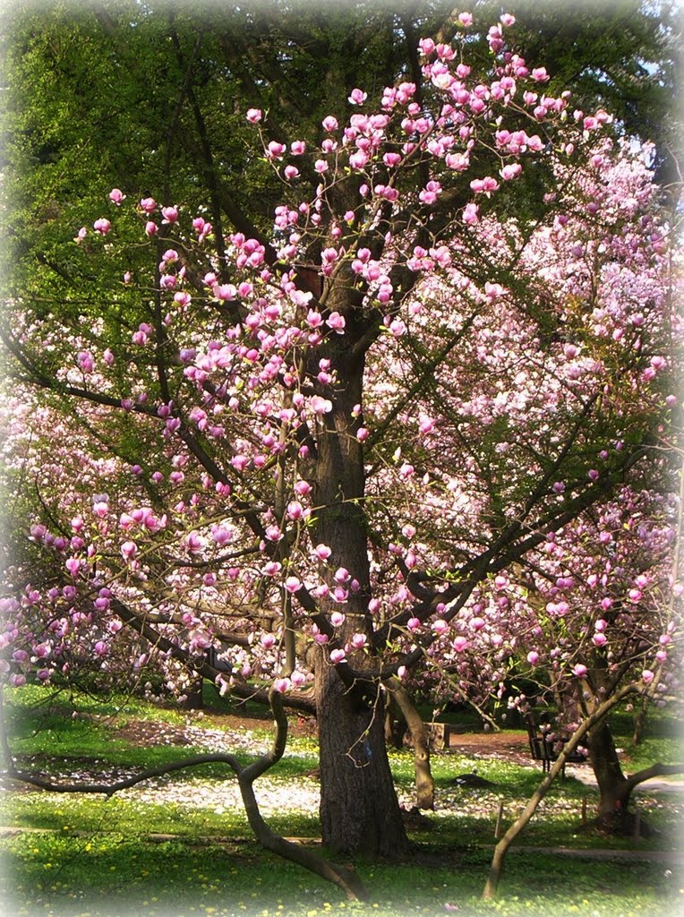 Jaro v parku (spring in the park) by Hanulinka