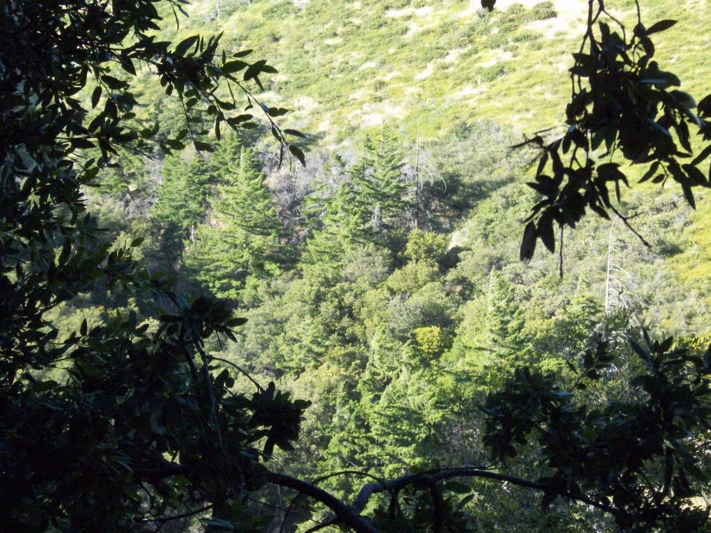 Bigcone Douglas-Fir (Pseudotsuga macrocarpa) in Banner Canyon by pinefan