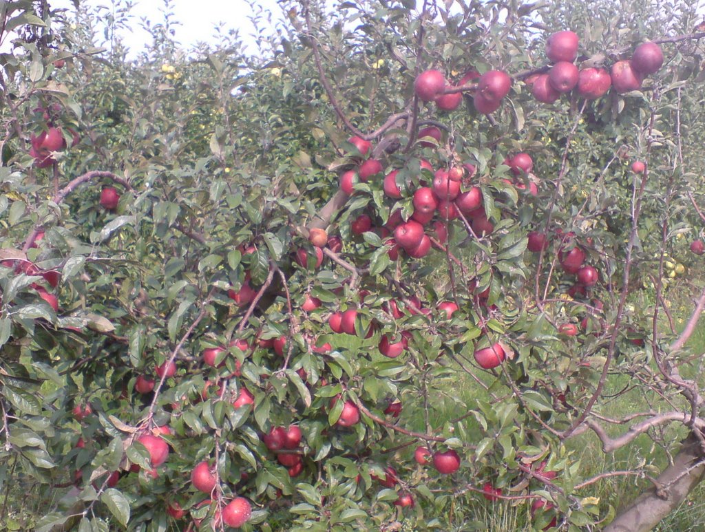 Ovocný sad ZPD Dvory nad Žit. 2007 by elpobp