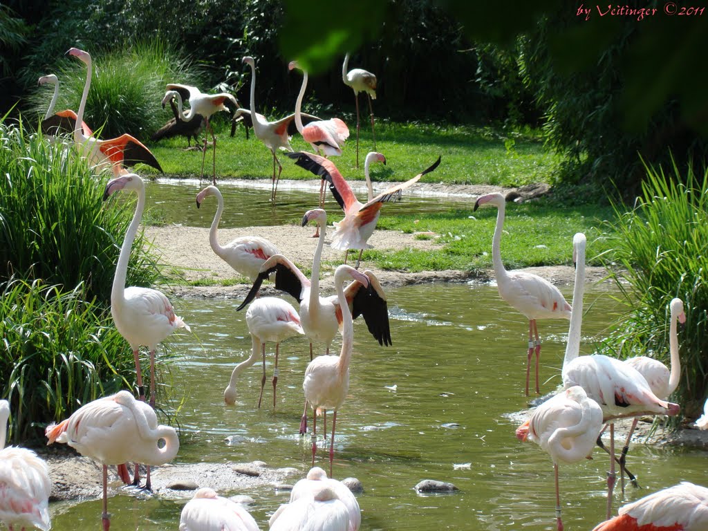 Dancing Flamingos, Zoo Basel by Veitinger