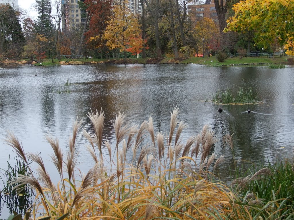 Public Gardens in November, Halifax by Amanda Wood