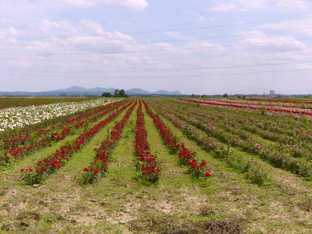 Rheid-Plantagen im Hintergrund das Siebengebirge by 3-hombres