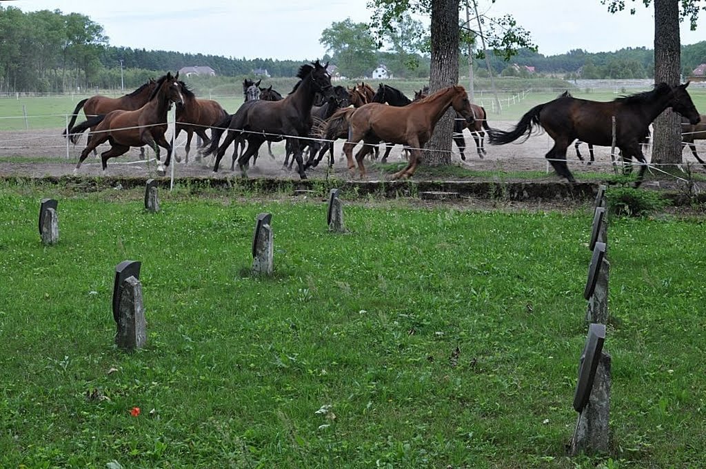 Biegną konie po ...... by MSX pl