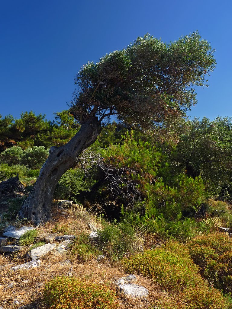 Olive Tree by Đorđe Grujičić