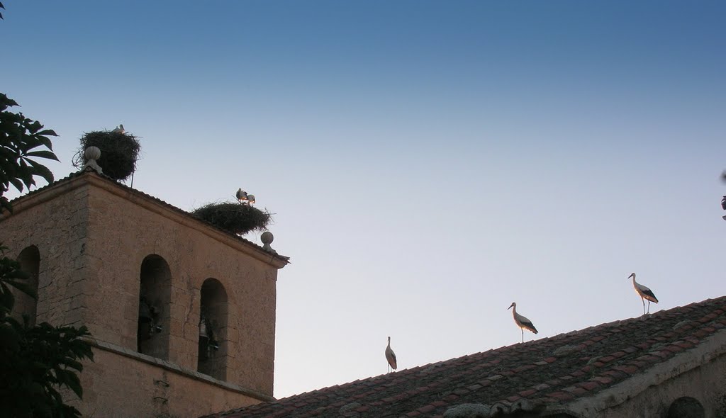 CIGUEÑAS. MATABUENA. SEGOVIA. by Carlos Cuerda