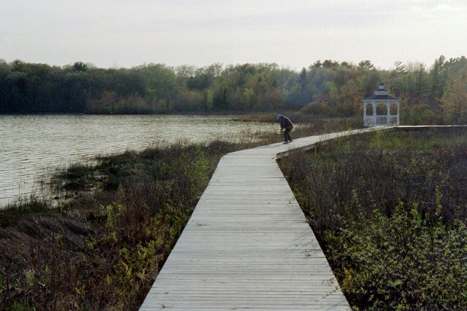 Boardwalk at Windflower Bay by rossograph