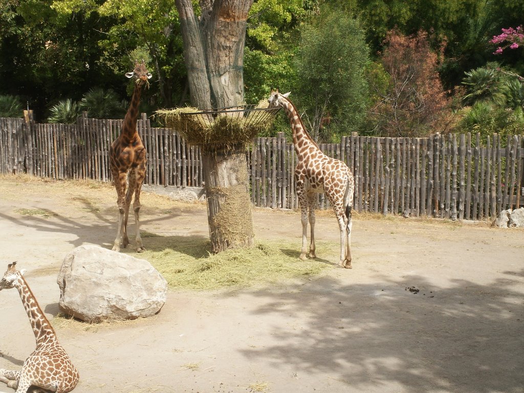 Villa Borghese-Giardino Zoologico-gb by Millotaurus Grzegorz