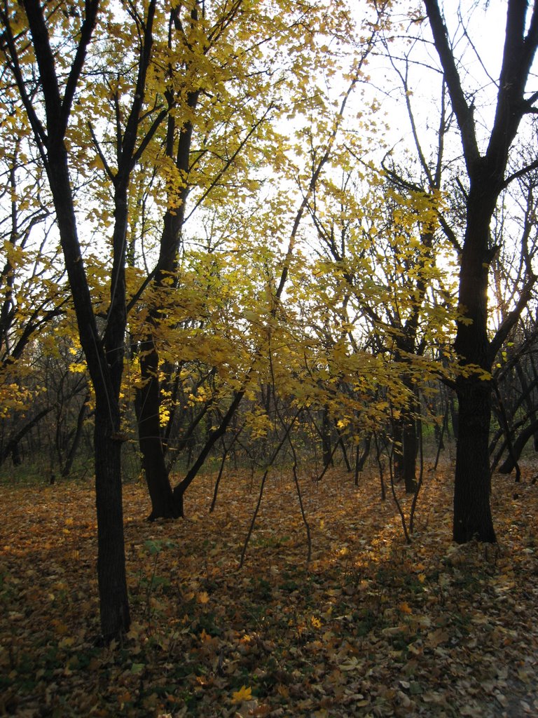 Осень в парке Горького. Autumn in Gorky park. by Oleksandr “Sanja” By…