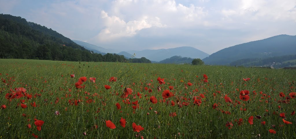 Styrian Landscapes-Thannhausen bei Weiz by Gerhard Skrapits