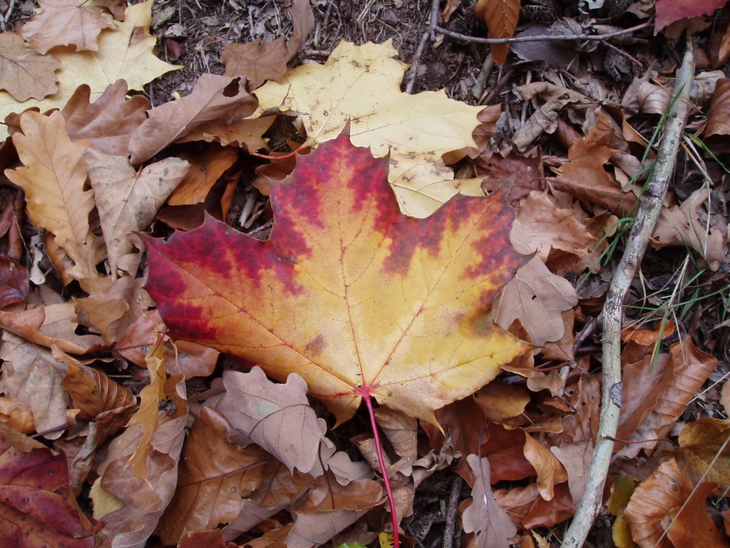 Maple Leaf In Autumn by Anne Wiese