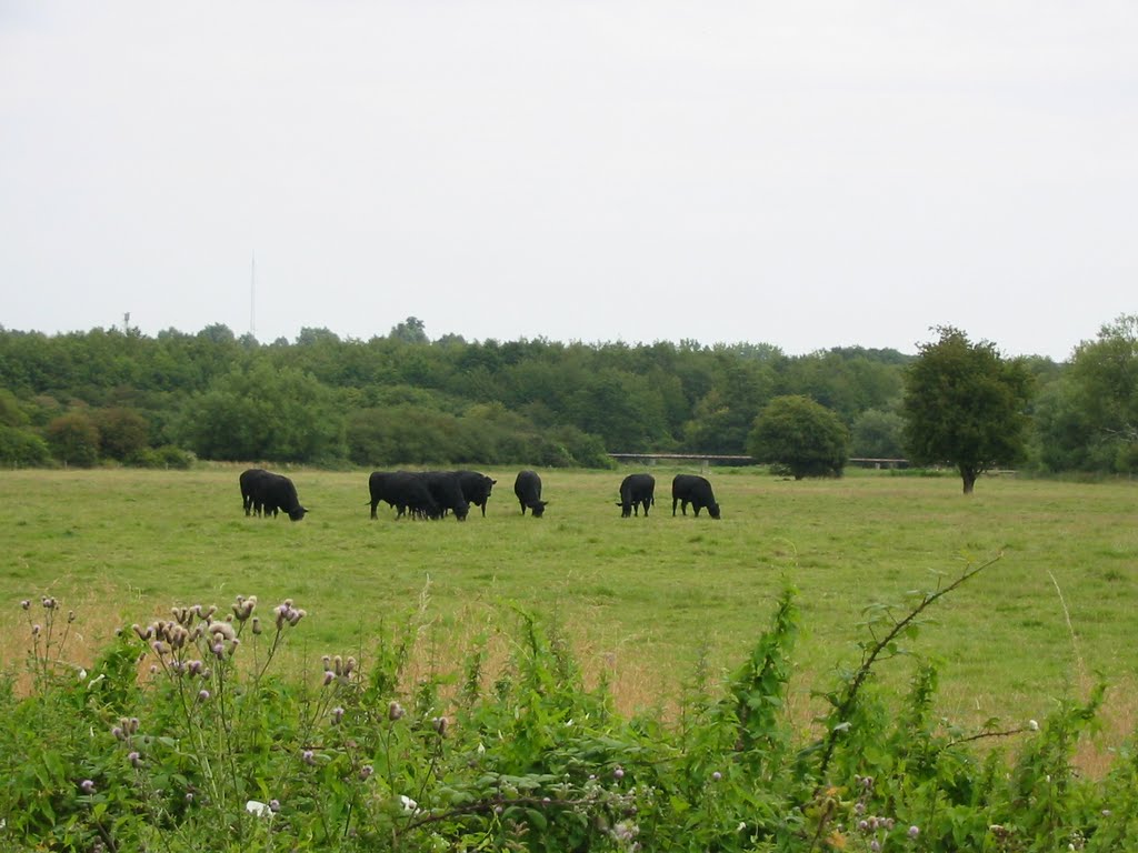 View across Cybeline Meadows by Shimmerxxx