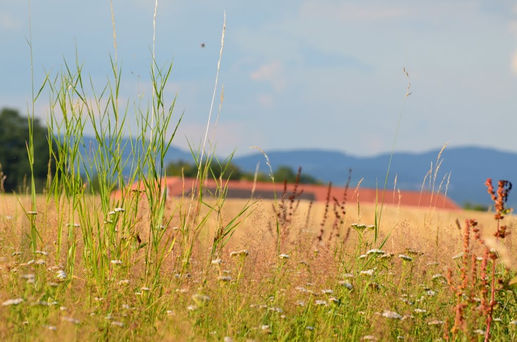 Blick zum Dirnbergerhof by The Pharmacist