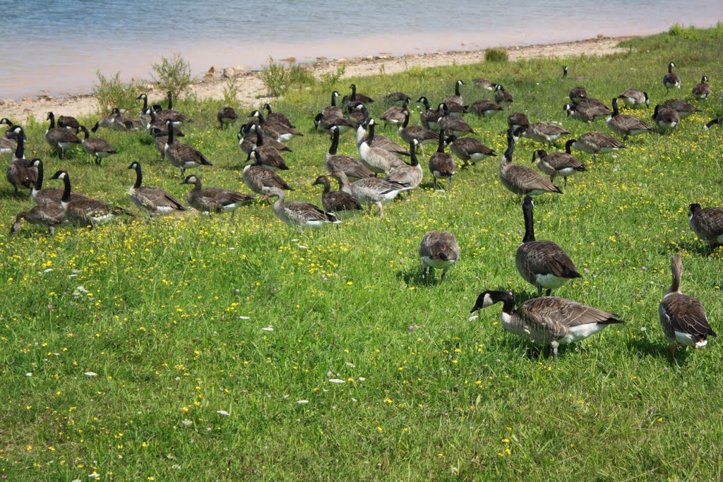 Ringelgänse und Graugänse am Strand by HangMi