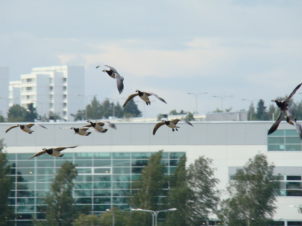 Barnacle Geese over Viikki by PlamenB