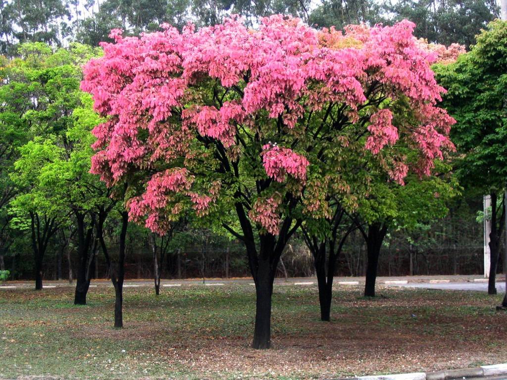 Parque Ipanema (Sapucaia) by Fernando Paoliello