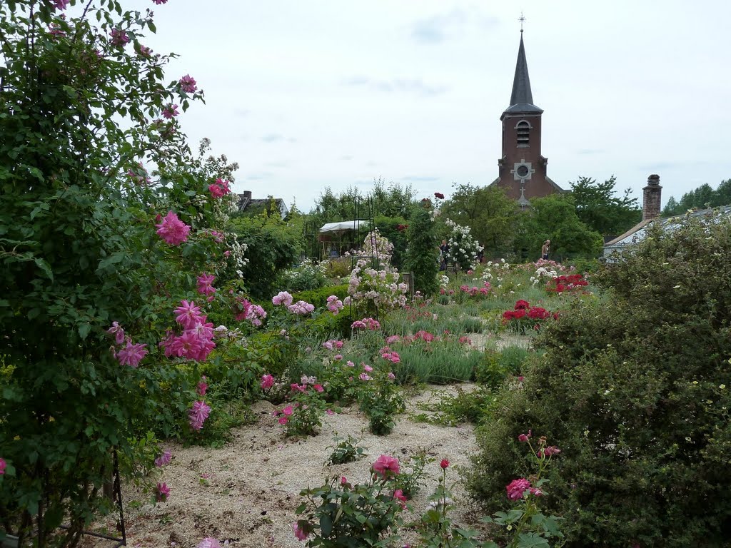 Chateau de Hex - Rose garden by Noisette