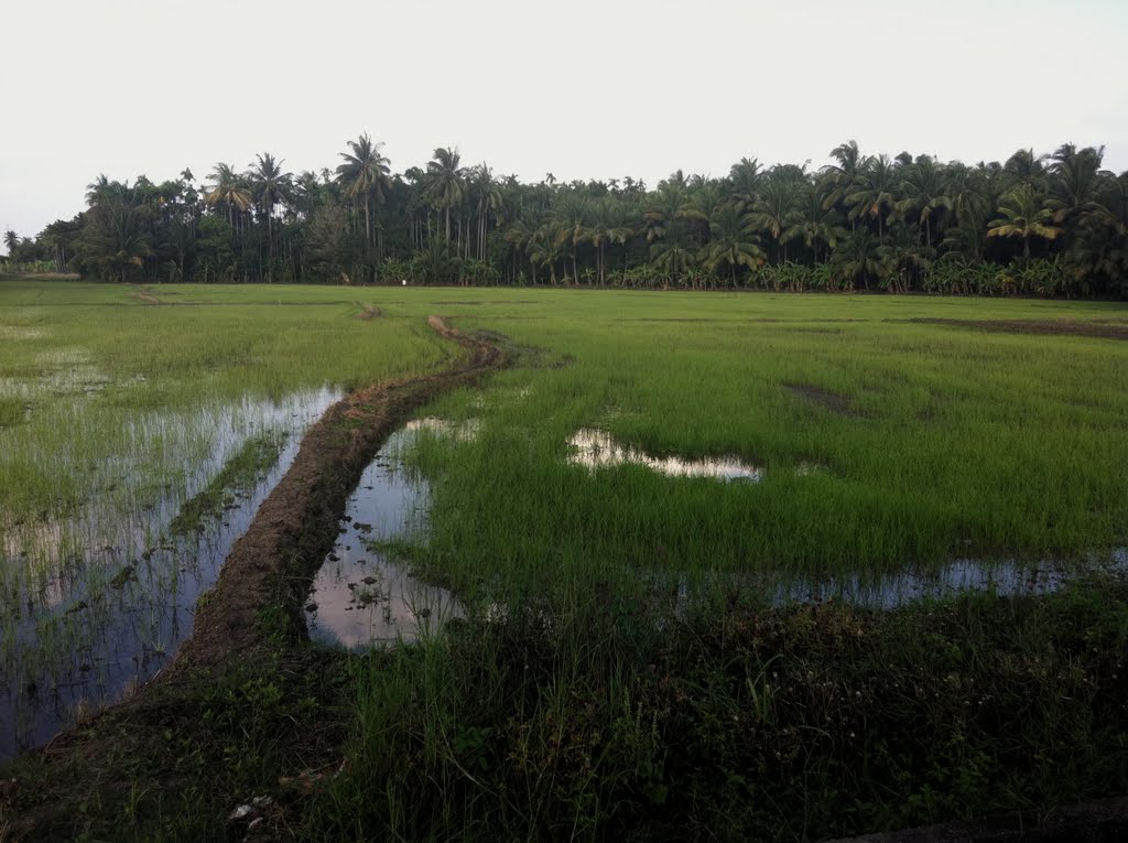 Rice Fields by Buadhai