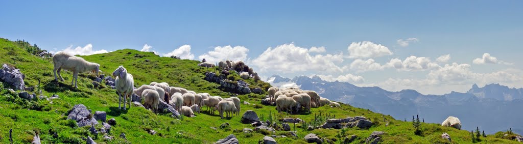 Schafherde am Sarstein by Erhard P.