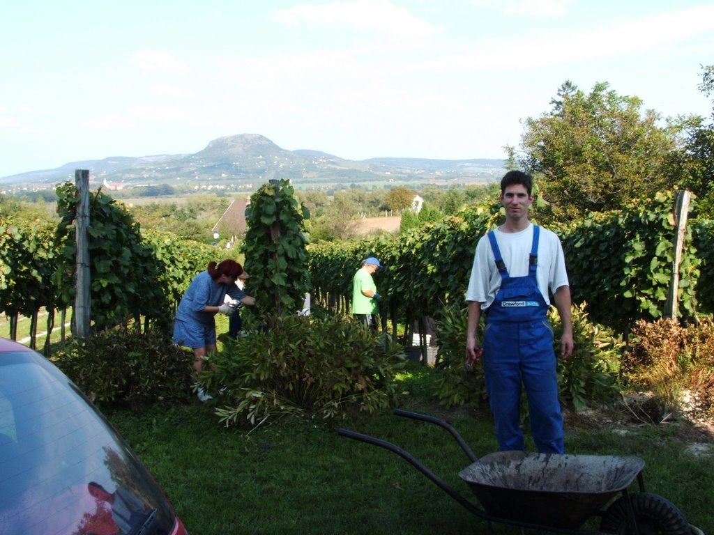 # 126 Szüret - grape harvest - Hungary by Imre Braun