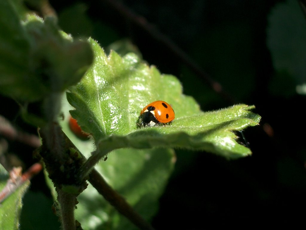 Ladybug by Pia Lummaa