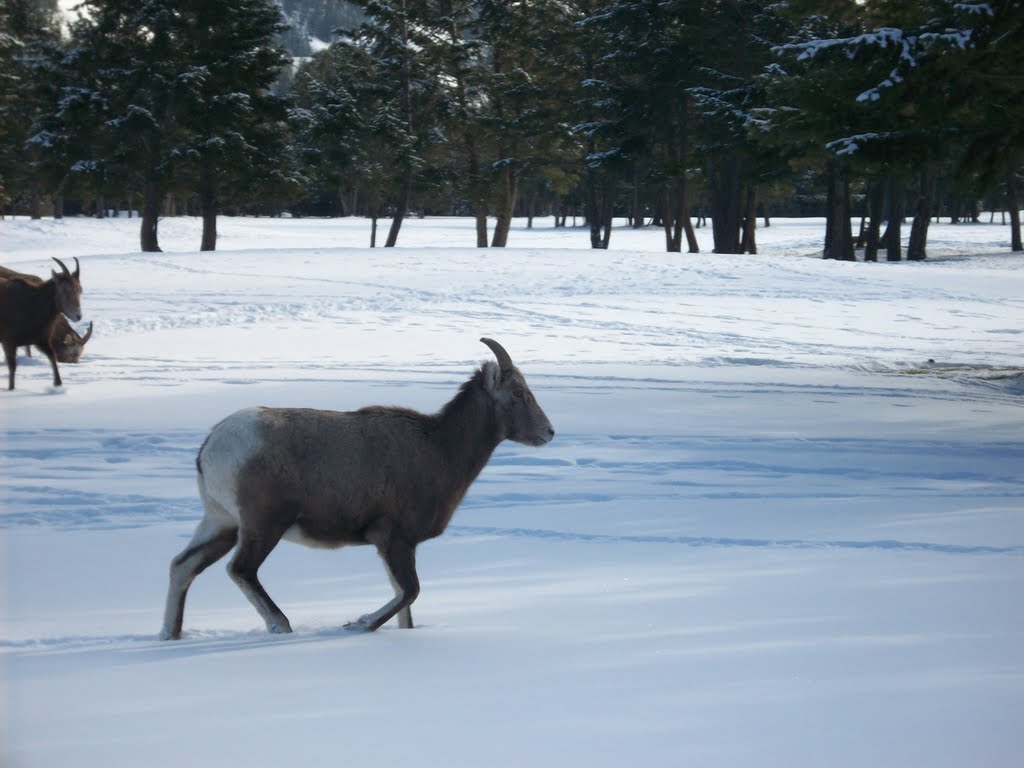 Bighorn On The Move by mdmayes