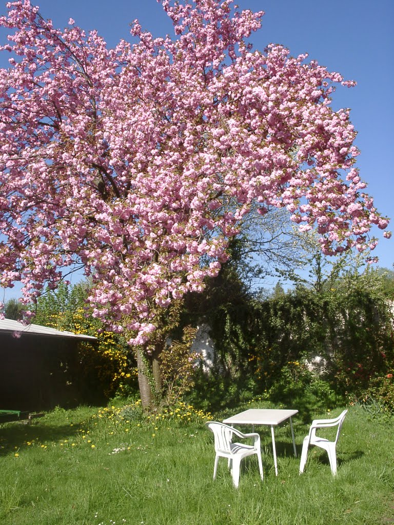 Japanischer Kirschbaum im Garten Kloster Baumburg by klosterbaumburg