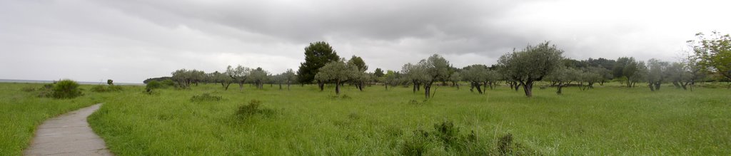 Garden in Barbariga near the cost by Dmitriy Tkachenko